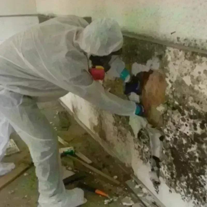 Mold Remediation and Removal in Irwin, SC